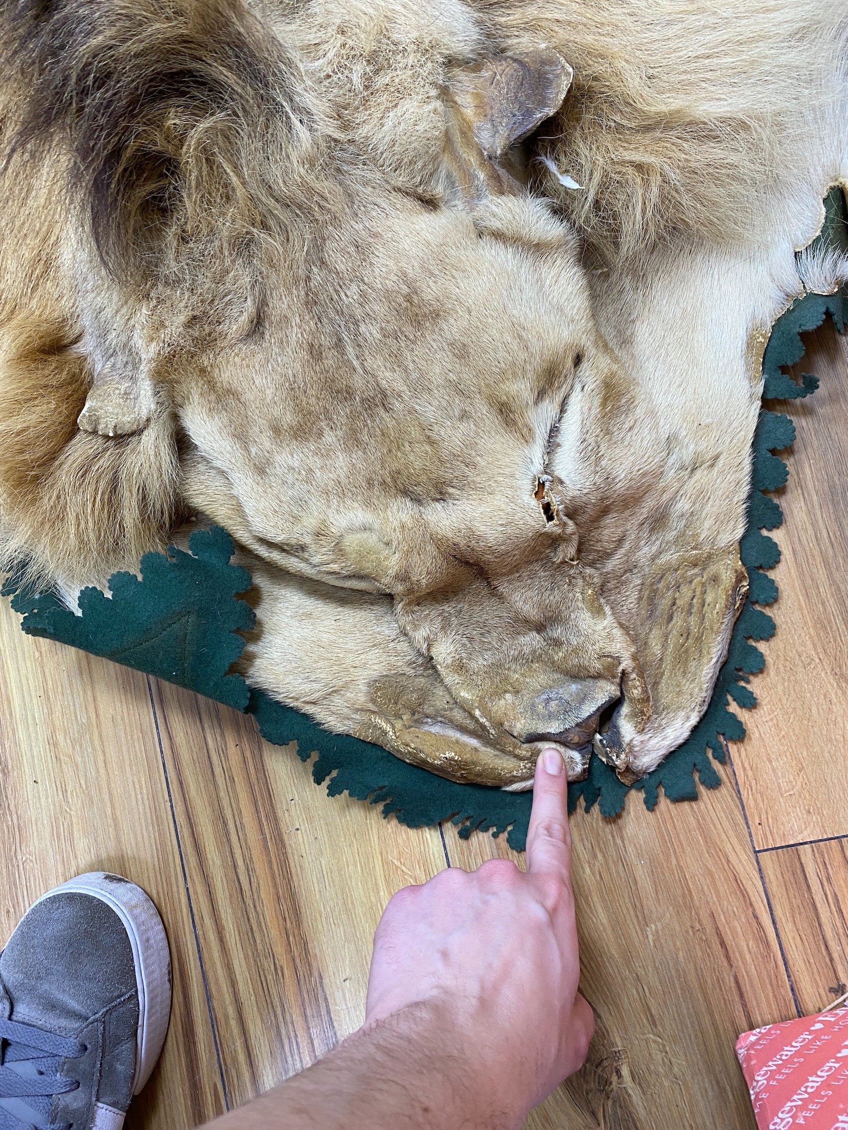 An early 20th century lion skin fur rug with green felt backing